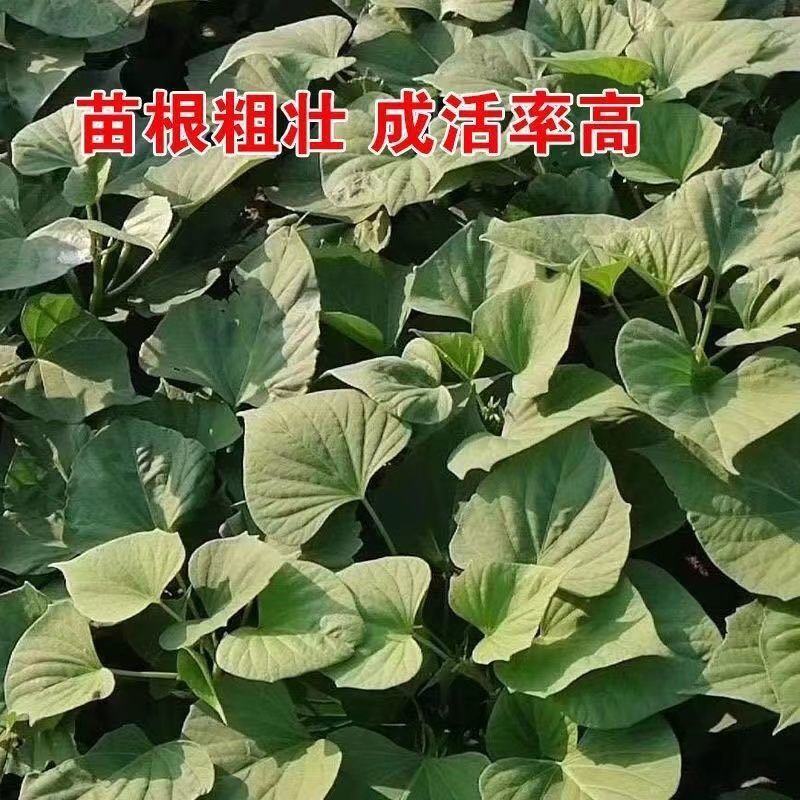 河北红薯苗/烟薯苗/红薯苗-成活率高技术指导产地直发