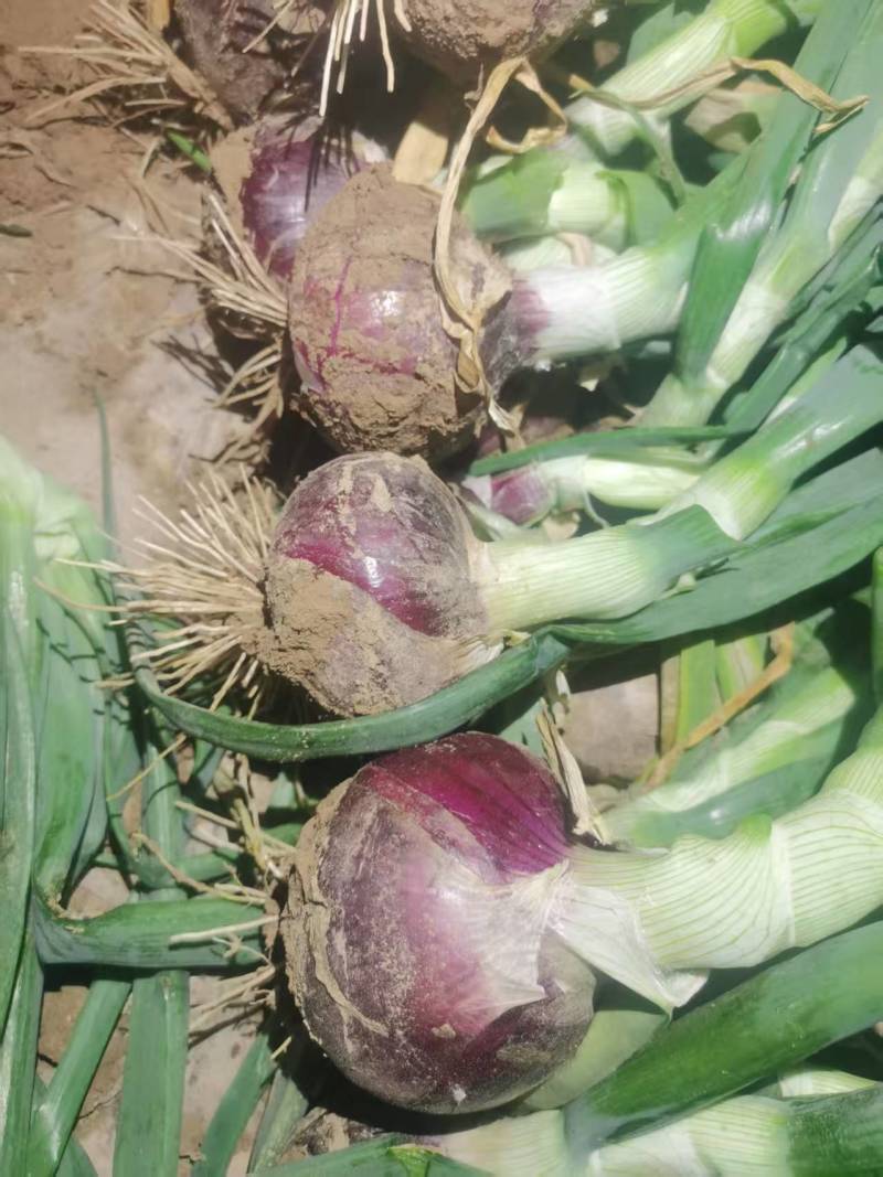 开封洋葱二红洋葱基地直发对接电商市场全国发货