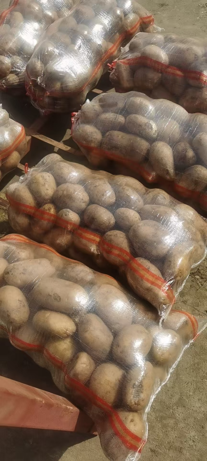 精品土豆黄心土豆沃土/希森/实验一号/v7各种规格