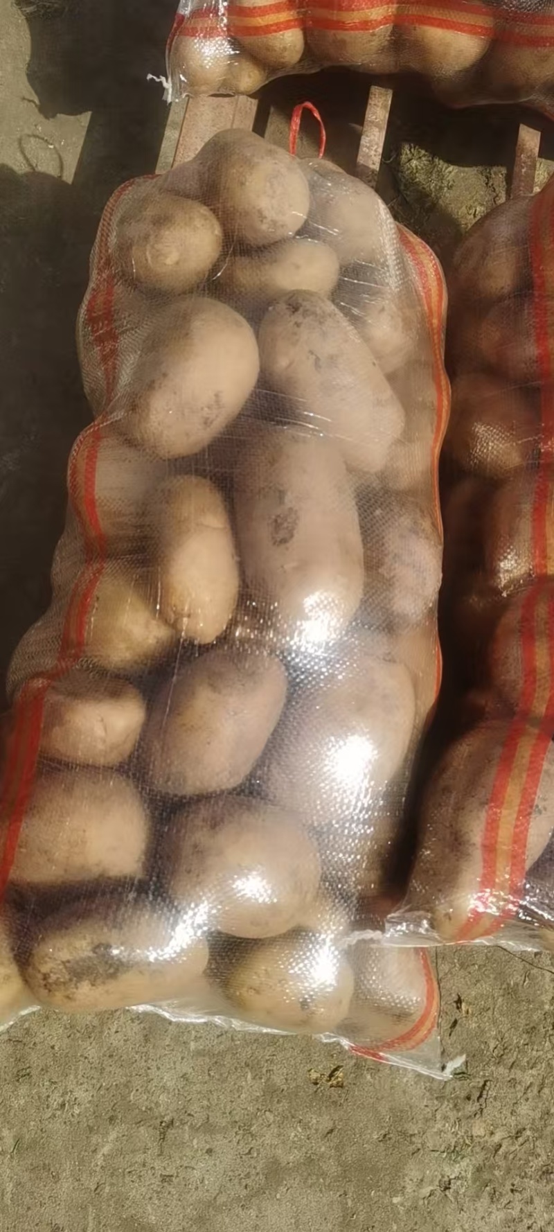 精品土豆黄心土豆沃土/希森/实验一号/v7各种规格