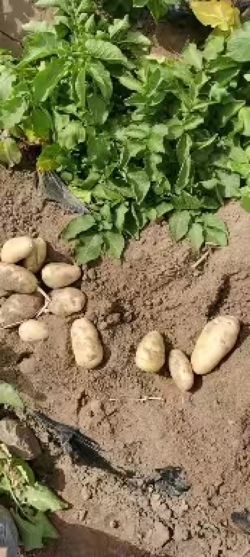 精品土豆黄心土豆沃土/希森/实验一号/v7各种规格