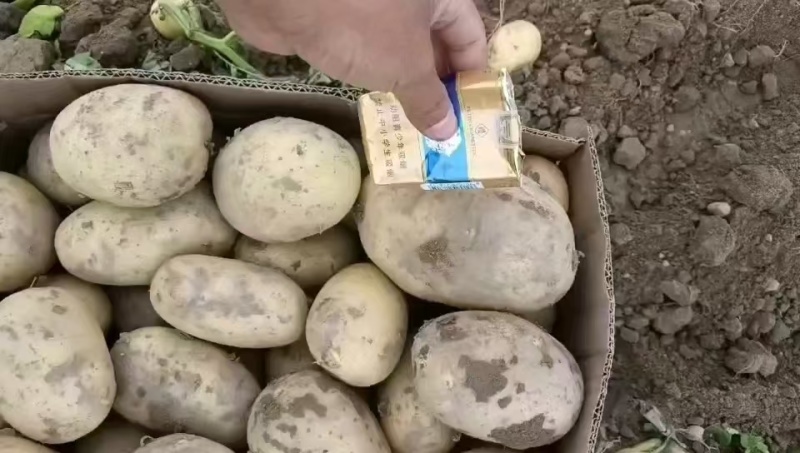 精品土豆黄心土豆沃土/希森/实验一号/v7各种规格