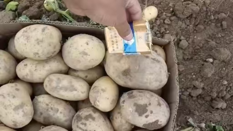 精品土豆黄心土豆沃土/希森/实验一号/v7各种规格