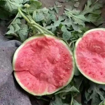 西瓜美都西瓜精品货源产地直供一手货源量大从优