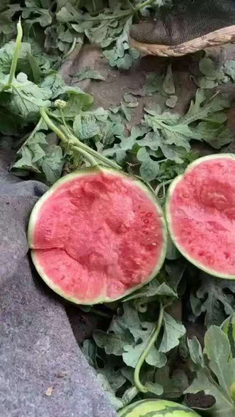 西瓜美都西瓜精品货源产地直供一手货源量大从优
