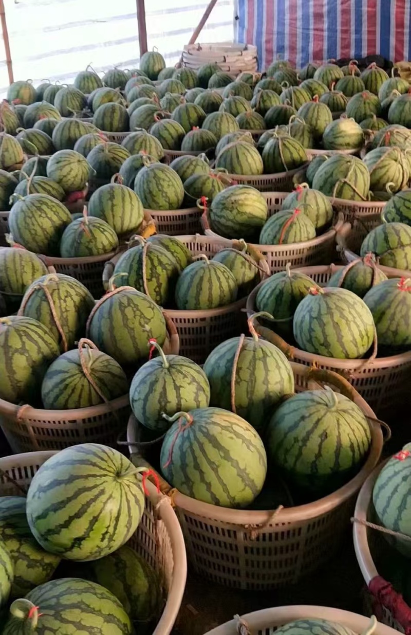 西瓜美都西瓜精品货源产地直供一手货源量大从优