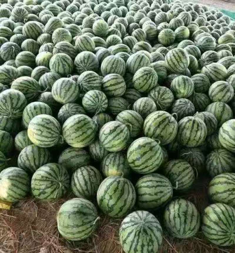 西瓜美都西瓜精品货源产地直供一手货源量大从优