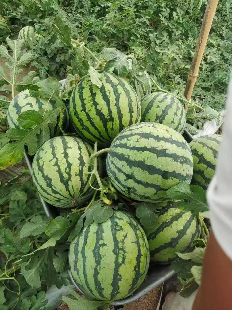 西瓜美都西瓜精品货源产地直供一手货源量大从优