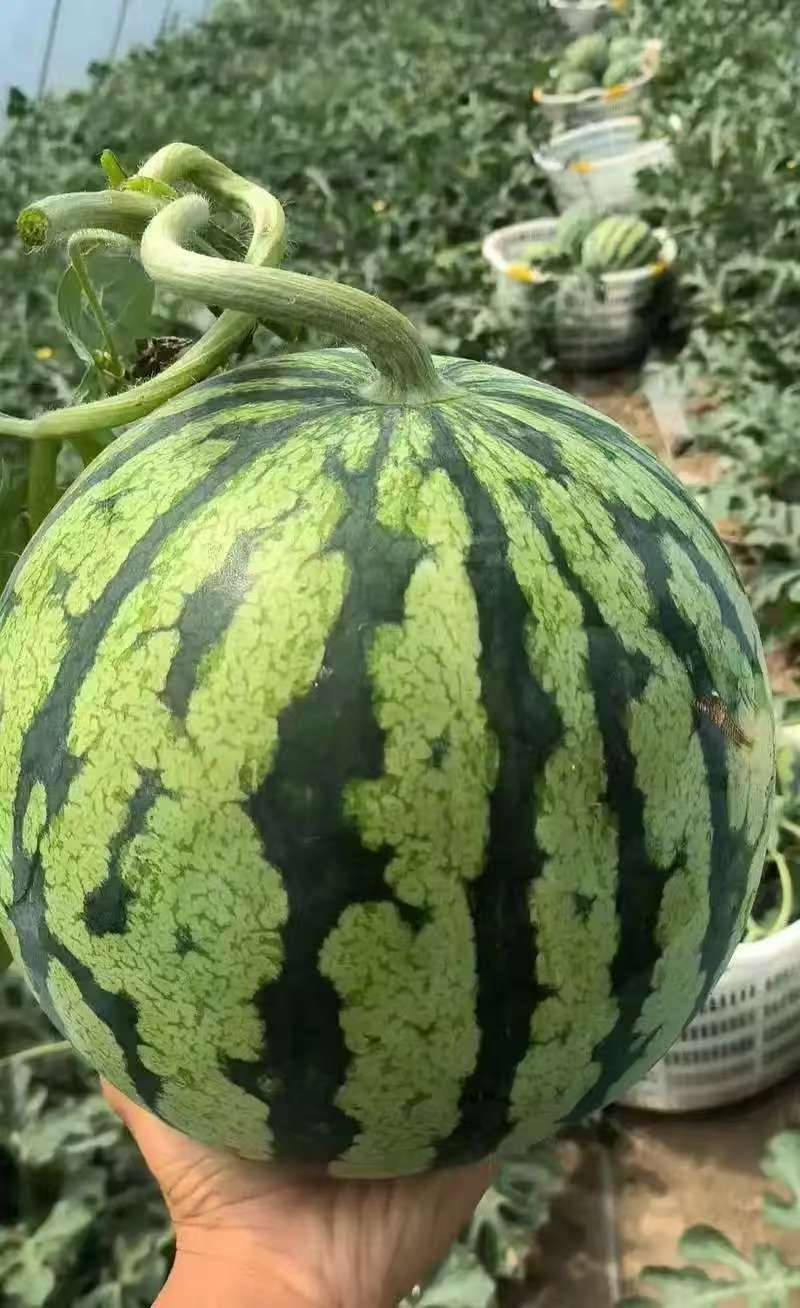 西瓜美都西瓜精品货源产地直供一手货源量大从优