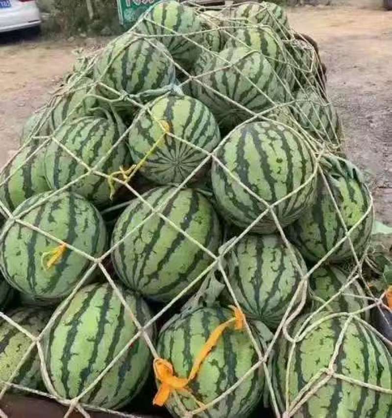 西瓜美都西瓜精品货源产地直供一手货源量大从优
