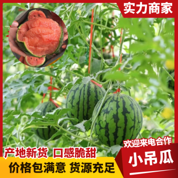 938吊兰西瓜陕西小吊瓜手剥西瓜基地直发供应市场商超