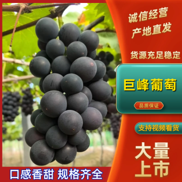 浙江台州精品巨峰葡萄产地现摘现发自家农场无中间商发市场