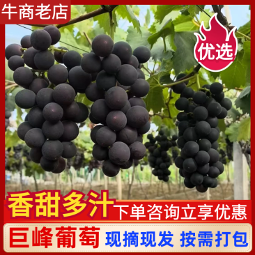 浙江台州精品巨峰葡萄新鲜上市现摘现发货源充足发全国市场
