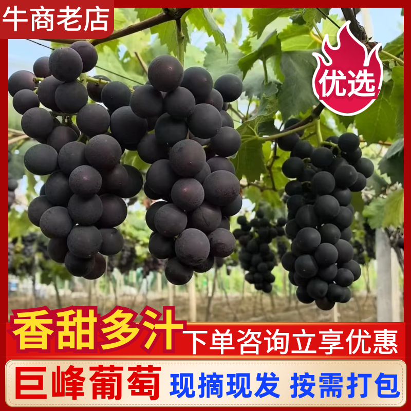 浙江台州精品巨峰葡萄新鲜上市现摘现发货源充足发全国市场