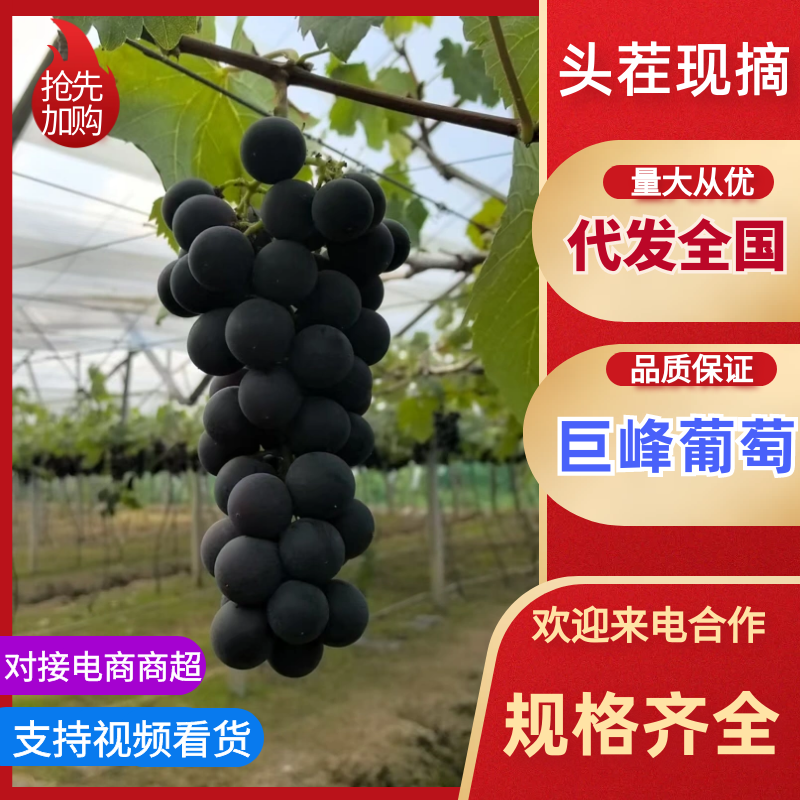 浙江台州温岭大棚巨峰葡萄现摘