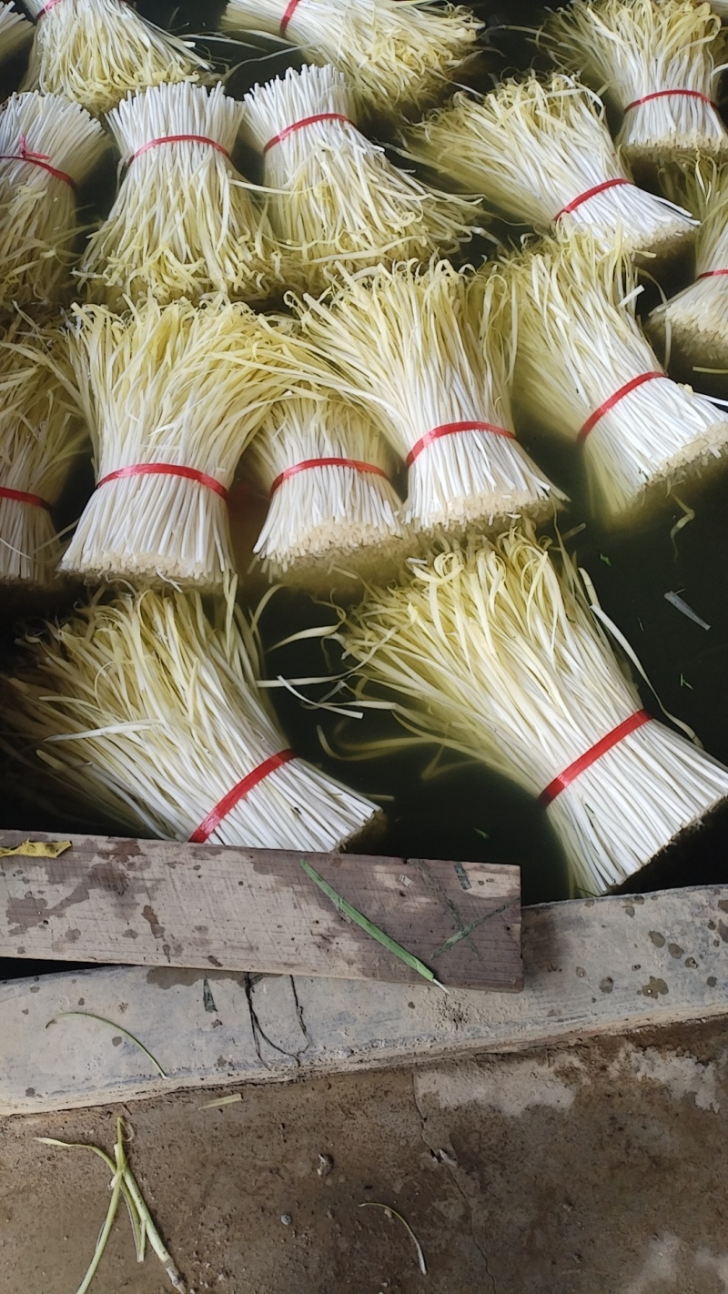 广东肇庆韭黄批发价新鲜上市，视频看货欢迎致电