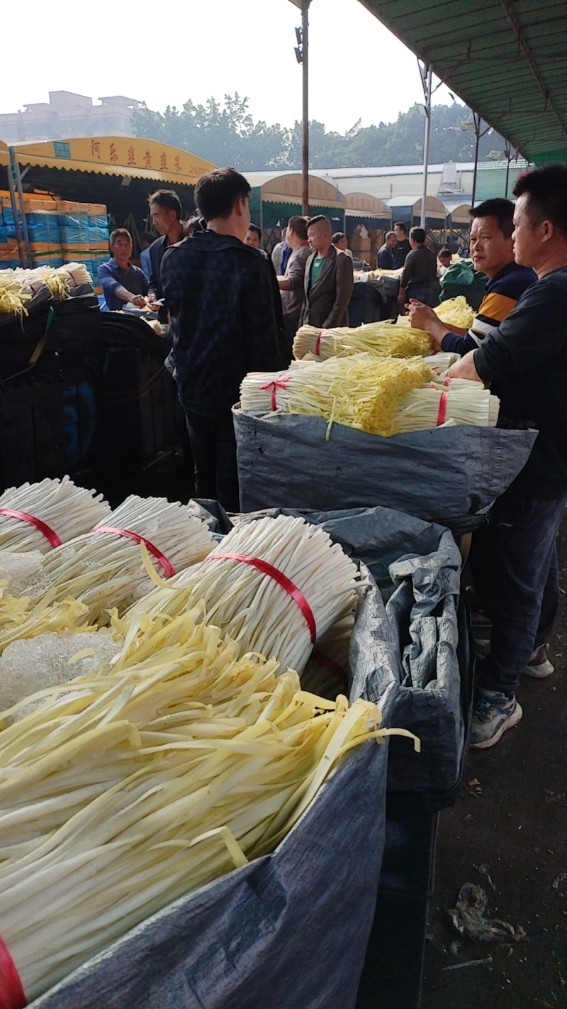 广东肇庆韭黄批发价新鲜上市，视频看货欢迎致电