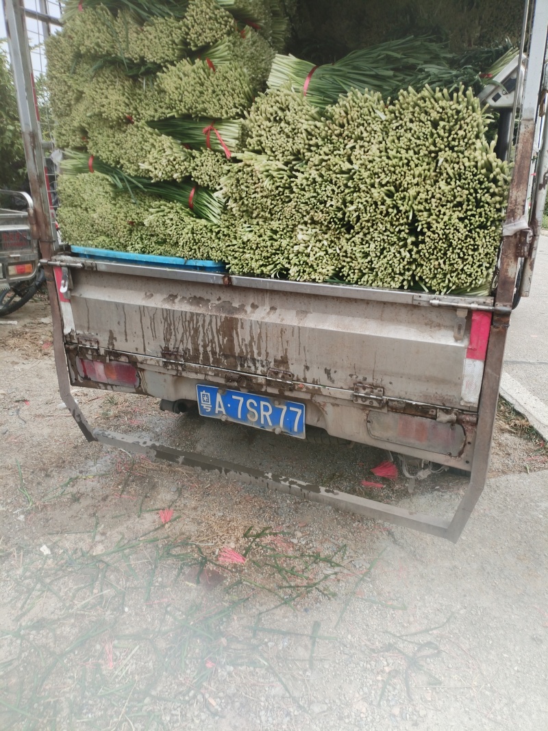 广东肇庆大韭菜批发价，对接全国电商平台，品质保证大量现