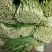 广东肇庆大韭菜批发价，对接全国电商平台，品质保证大量现