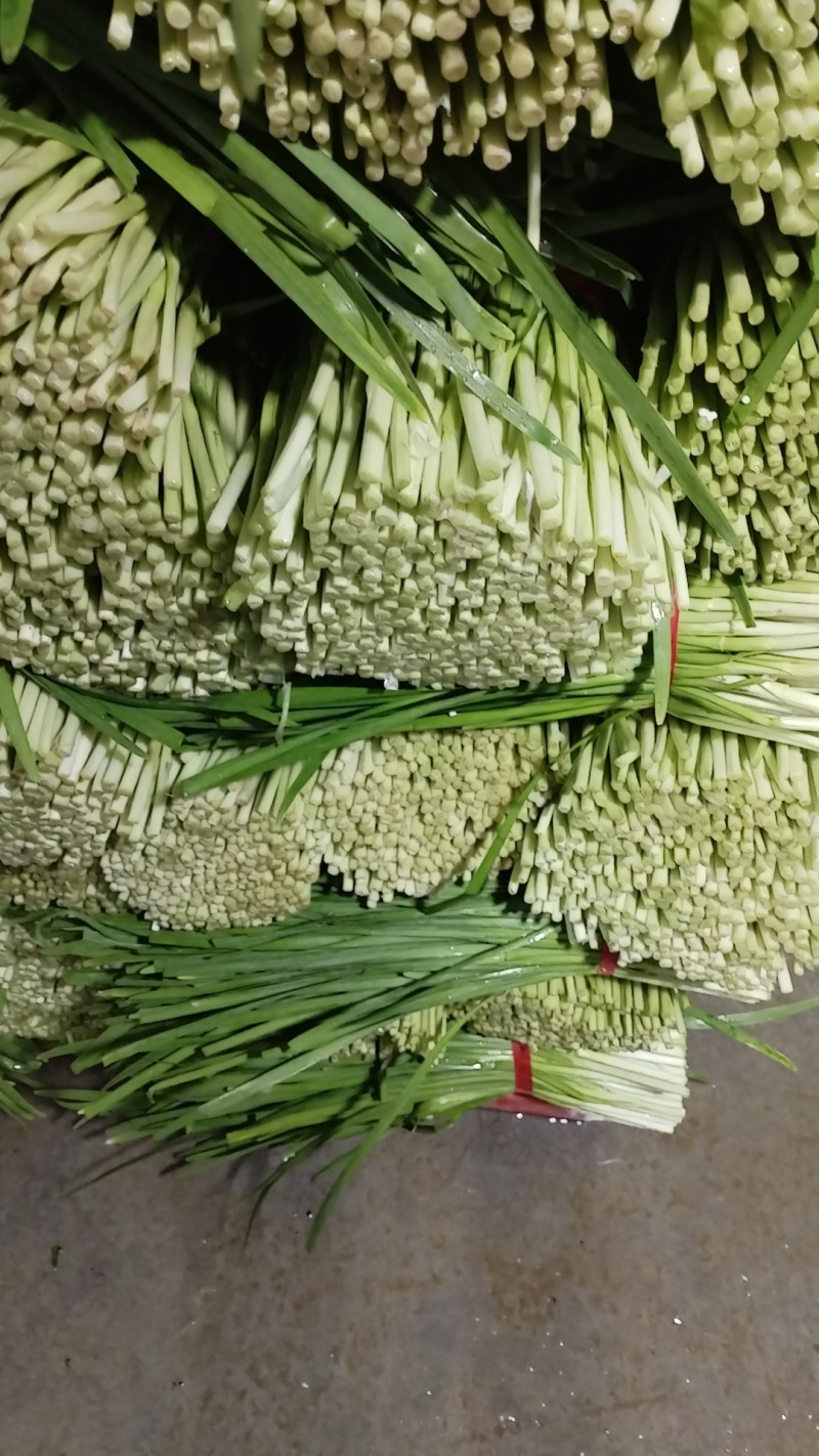 广东肇庆大韭菜批发价，对接全国电商平台，品质保证大量现