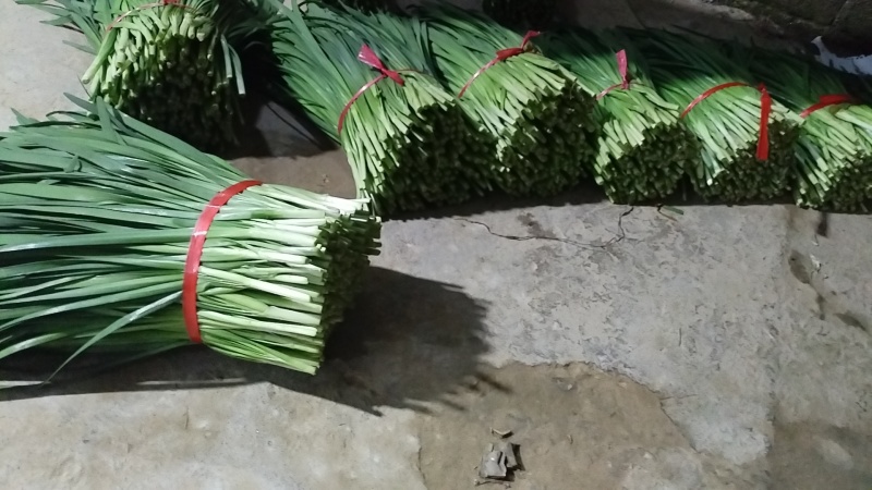 广东肇庆大韭菜批发价，对接全国电商平台，品质保证大量现