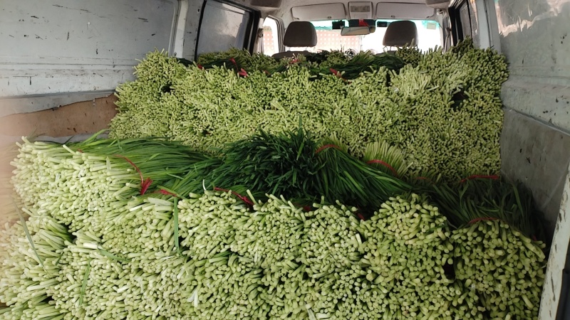 广东肇庆大韭菜批发价，对接全国电商平台，品质保证大量现