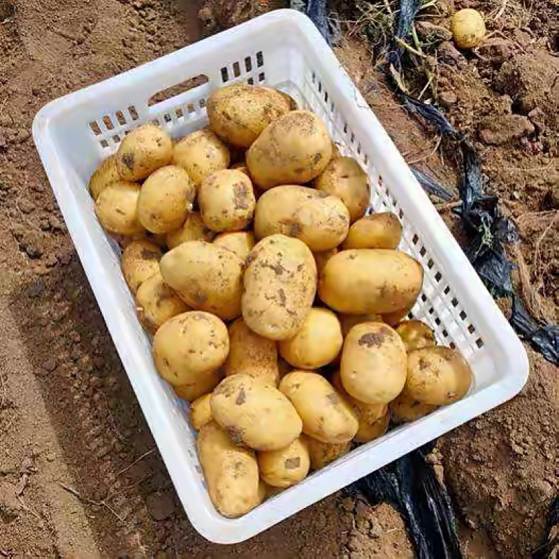 河北土豆/沃土5号/土豆大量上货-对接商超批发时长