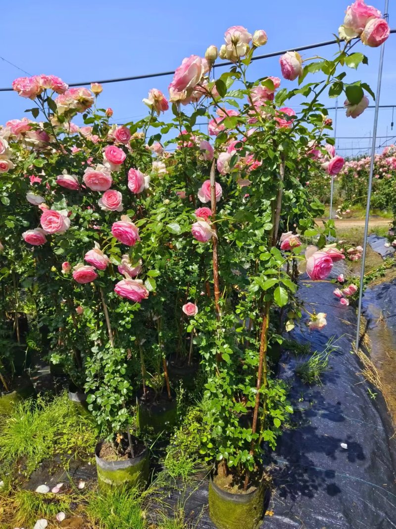 欧月藤本月季粉色龙沙宝石
