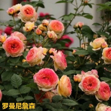 爬藤月季,罗曼尼詹森