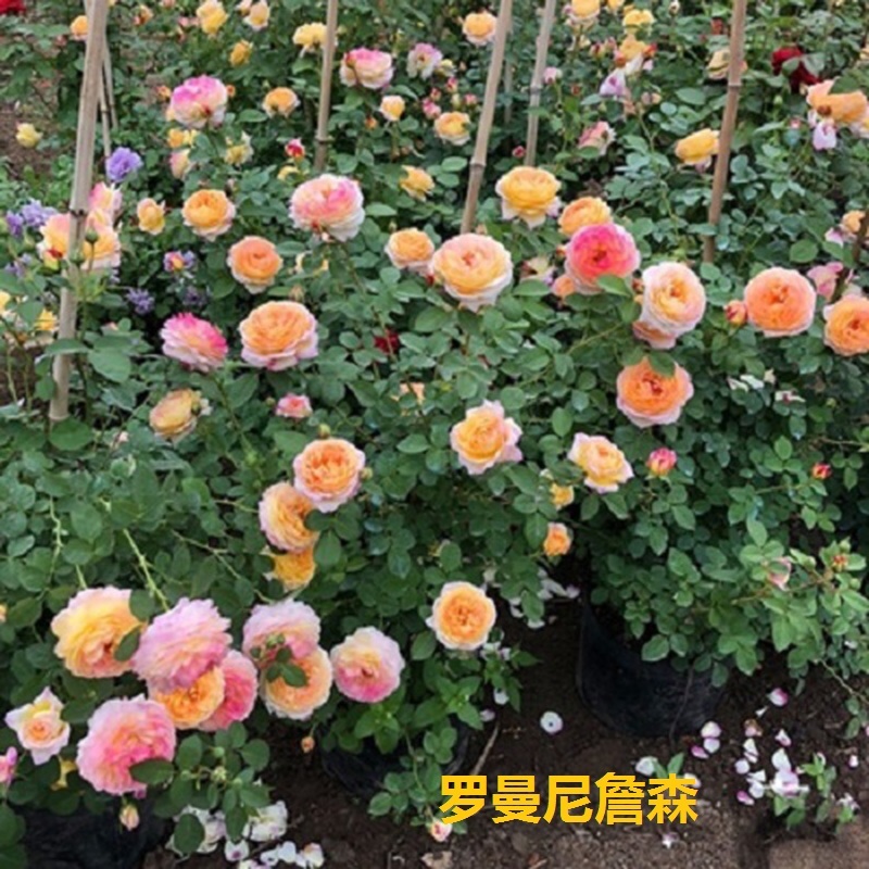 爬藤月季，罗曼尼詹森