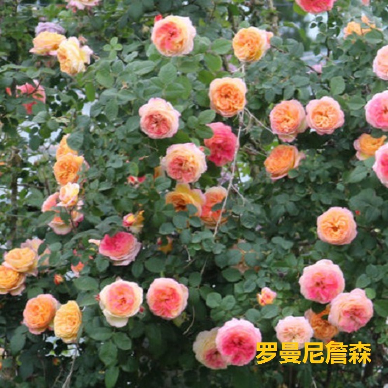 爬藤月季，罗曼尼詹森
