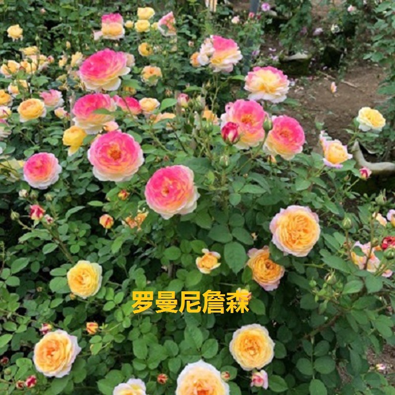 爬藤月季，罗曼尼詹森