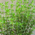 百里香种子春秋季多年生香料草本植物芽率高
