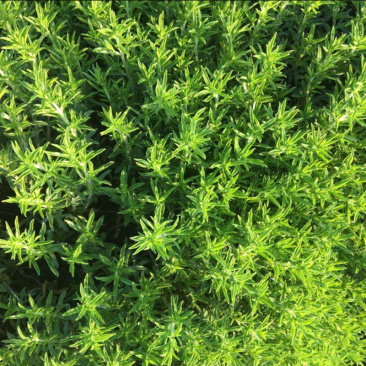 百里香种子春秋季多年生香料草本植物芽率高