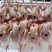 乳鸽白条鸽老鸽子鸽肉新鲜工厂发货保证质量常年供应