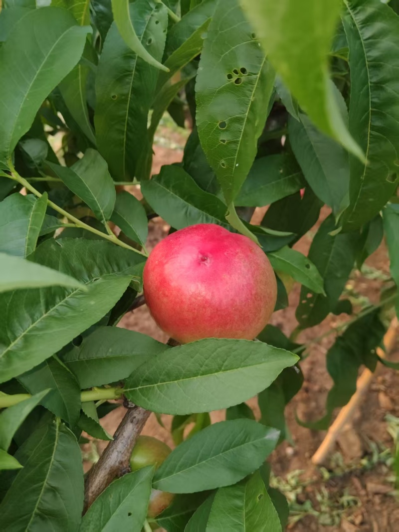 河南油桃/油桃桃子-对接全国发货，欢迎视频看货