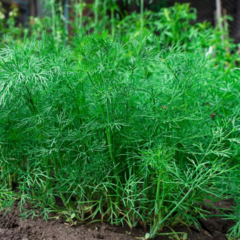 莳萝种子食用泰国香料菜刁草土茴香酒店摆盘西餐调料香草菜
