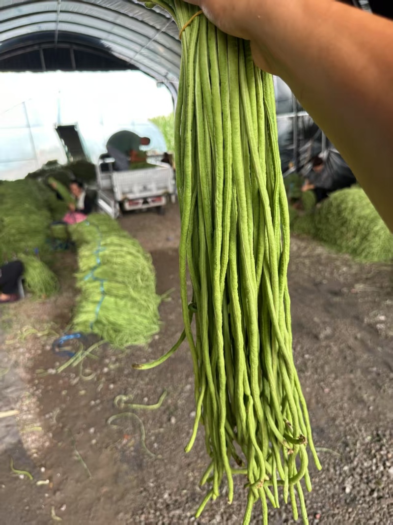 【精选】一手货源青条豆角对接全国市场量大从优热卖中