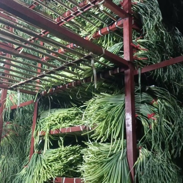 白蒜薹，基地直供质量保证一手货源欢迎订购