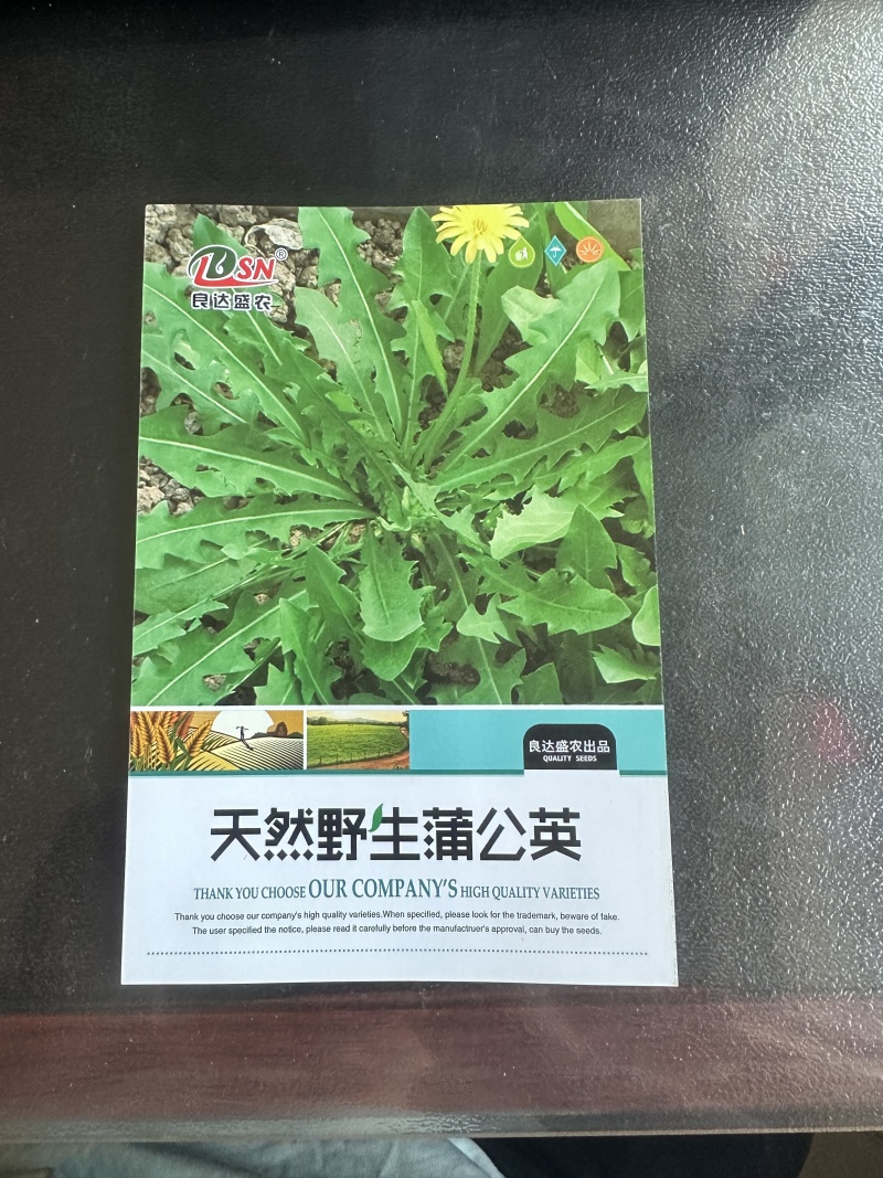 天然野生蒲公英种子营养丰富无公害蔬菜耐寒性强适应性广泛