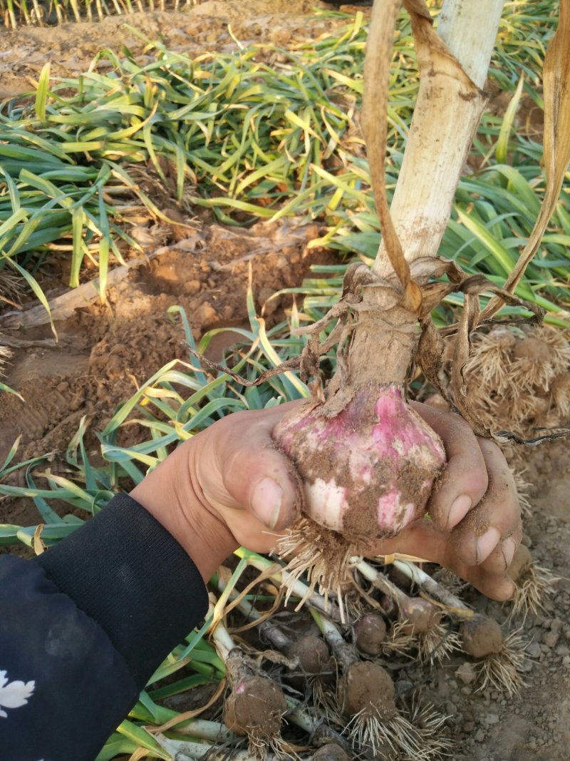 山东大蒜精品电商紫皮蒜蒜头产地直发一手货源代收代储存价格优惠