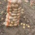 湖北土豆黄心土豆基地一手货源对接电商市场商超团购
