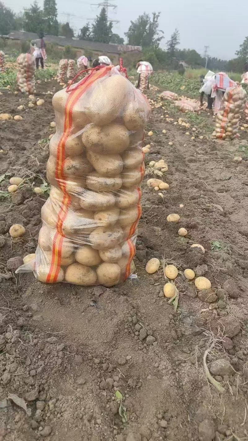 湖北土豆黄心土豆基地一手货源对接电商市场商超团购
