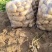 湖北土豆黄心土豆基地一手货源对接电商市场商超团购