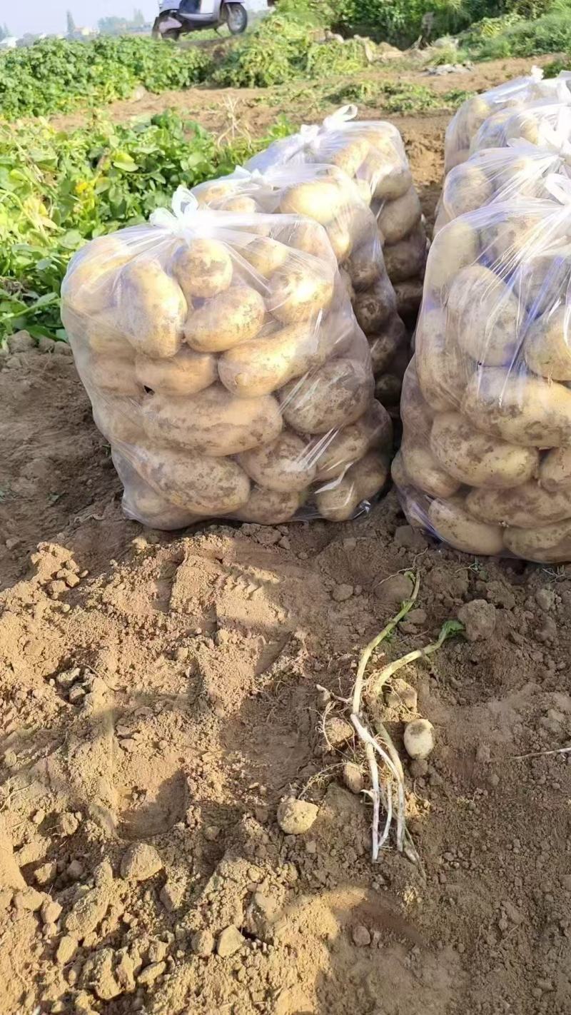 湖北土豆黄心土豆基地一手货源对接电商市场商超团购