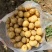 湖北土豆黄心土豆基地一手货源对接电商市场商超团购