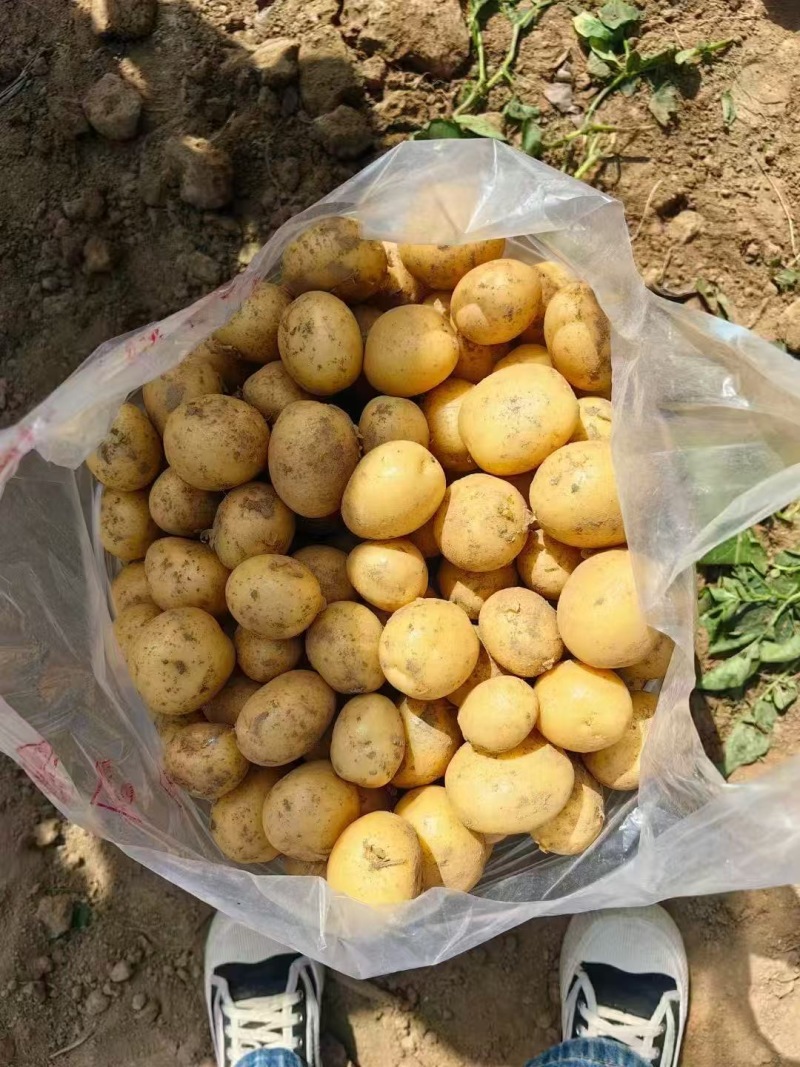 湖北土豆黄心土豆基地一手货源对接电商市场商超团购