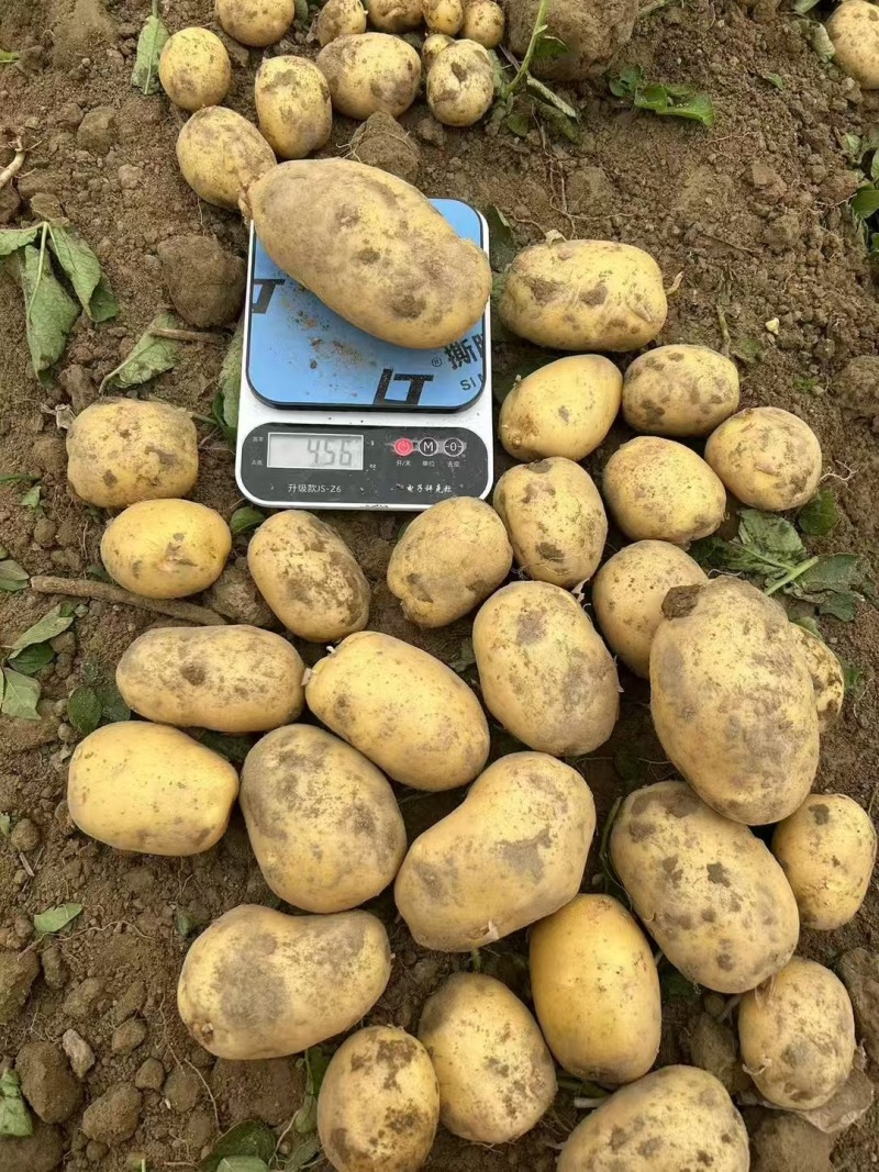 湖北土豆黄心土豆基地一手货源对接电商市场商超团购