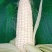 湖北黑糯玉米白糯玉米花糯玉米产地直供品质保证欢迎联系