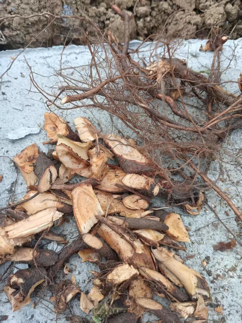 贵州野生水麻保质保量诚信经营欢迎电话联系